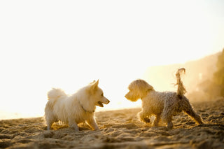 2 Dogs Playing on Sand