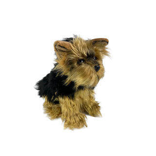 BOCCHETTA ARCHIE ( AUSTRALIAN YORSHIRE TERRIER, 28CM SITTING)